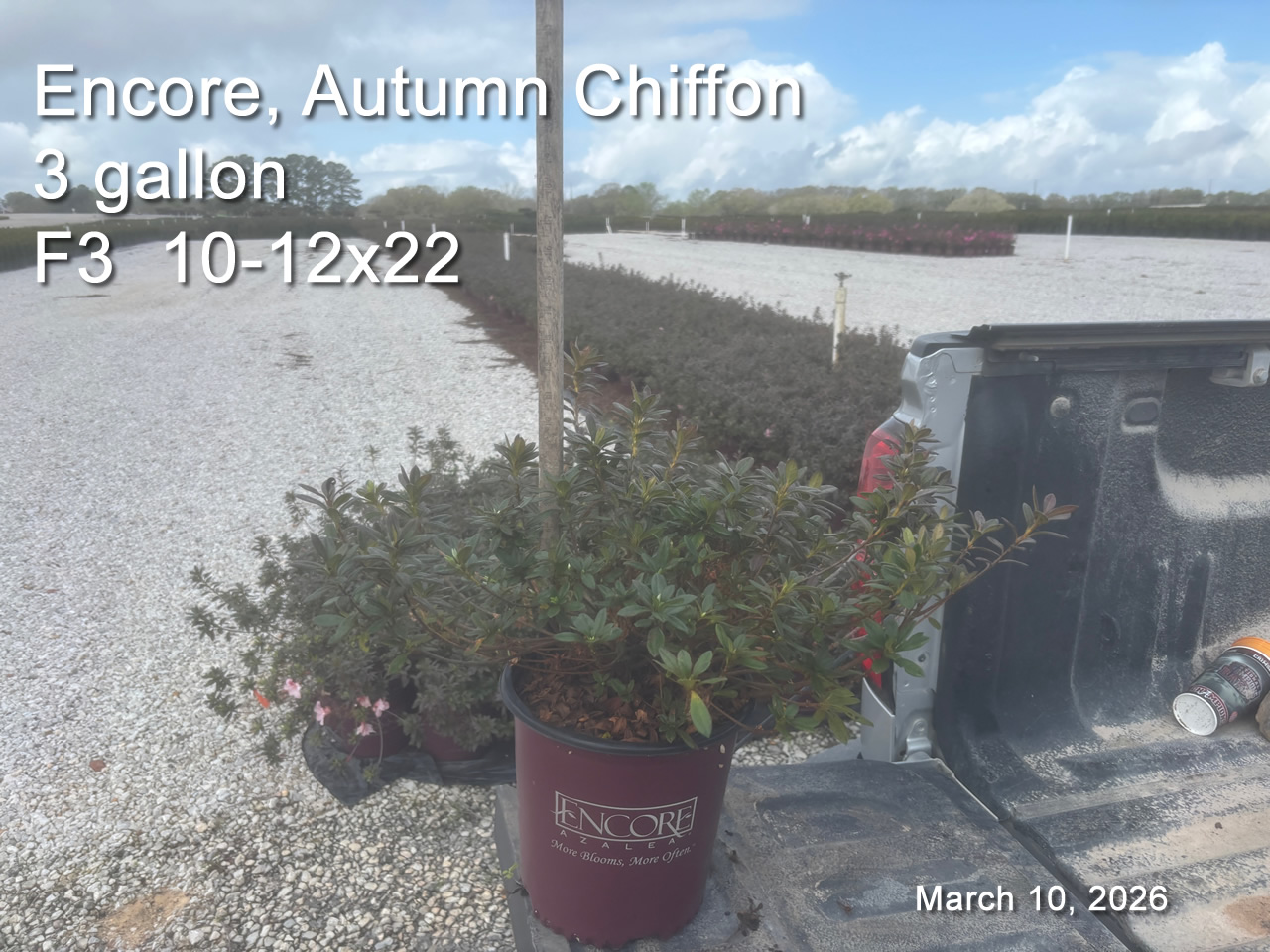 gallery/echi3 f3 mar10.jpg